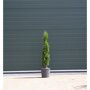 Italiaanse cipres 80-100 cm